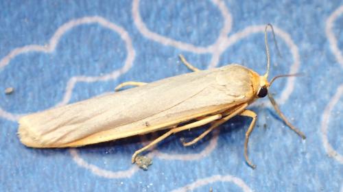 Réf. 243 455 : Eilema sp.